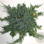 Juniperus squamata 'Blue Carpet' 40-50 cm 5,0L