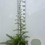 Larix kaempferi 80-100 cm 2,0L