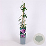 Passiflora 'Lavender Lady' 40-60 cm 2,0L met stok
