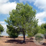 Pinus halepensis 60-80 cm 5,0L