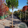 Pinus pinea 180 cm stam container 20-25