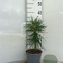 Pinus sylvestris 25-30 cm 2,0L