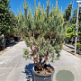 Pinus sylvestris 100-125 cm 25L