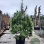 Pinus wallichiana 175-200 cm cont. 95L