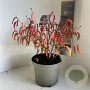 Prunus incisa 'Oshidori' 30-40 cm 5,0L