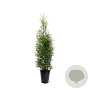 Thuja occidentalis 'King of Brabant' 80-100 cm 4,0L