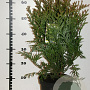 Thujopsis dolabrata 40-50 cm 5,0L