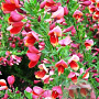 Cytisus 'Hollandia' 30-40 cm 3,0L