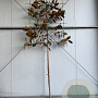 Magnolia grandiflora 14-16 HO container 125 cm stam LEIVORM