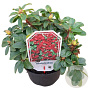 Rhododendron (F) 'Bengal' 25-30 cm 3,5L