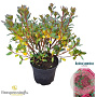 Rhododendron (AJ) 'Excelsior' 20-25 cm 2,0L