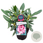 Rhododendron 'Hachmann's Charmant' 30-40 cm 5,0L struik