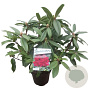 Rhododendron 'Marie Forte' 30-40 cm 5,0L struik
