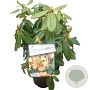 Rhododendron 'Nancy Evans' 30-40 cm 5,0L struik