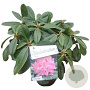 Rhododendron 'Scintillation' 30-40 cm 5,0L struik