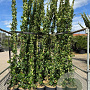 Trachelospermum jasminoides 250-300 cm 18L Gestokt