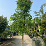 Wisteria Evergreen 300+ ontainer solitair