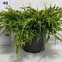 Juniperus squamata 'Holger' 40-50 cm 5,0L