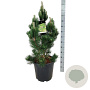 Pinus heldreichii 'Satellit' 60-80 cm 30L extra