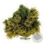 Pinus mugo 'Carsten's Wintergold' 30-40 cm 15L