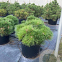 Pinus nigra Brepo 125-150 cm cont. 150L meerstammig