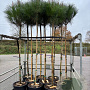 Pinus pinea 8-10 HO container