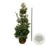 Pinus strobus 200-225 cm draadkluit extra