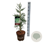 Sequoiadendron g. 'H. Mamm. Three' 60-80 cm P26