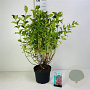 Weigela 'Styriaca' 50-60 cm 3,5L