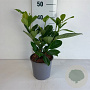 Prunus I. 'Rotundifolia' 30-40 cm 2,5L