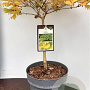 Acer shirasawanum 'Aureum' 30-40 cm 5,0L