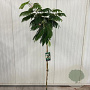 Albizia julibr. Ombrella 150 cm stam 15L