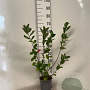 Aronia melanocarpa 60-80 cm 2,0L