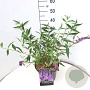 Buddleja d. 'Ile de France' 40 cm 10L