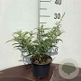 Buddleja 'White Ball' 20-30 cm 2,0L