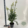 Callistemon rugulosus 40-50 cm 5,0L