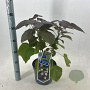 Catalpa erubescens 'Purpurea' 40-50 cm 5,0L struik