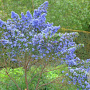 Ceanothus 'Puget Blue' 20-30 cm 2,0L 8-10 tak