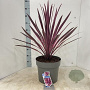 Cordyline 'Paso Doble' 70-80 cm 12L