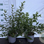 Deutzia rosea 40-60 cm 2,0L
