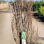 Frangula alnus Fine Line 125-150 cm 20L
