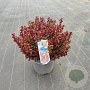 Leucothoe axillaris 'Curly Red' 40-50 cm 15L