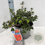 Rhododendron (AJ) Geisha Orange 20-25 cm 3,0L