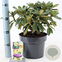 Rhododendron (Y) 'Golden Torch' 30-40 cm 5,0L