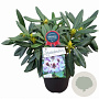 Rhododendron 'Hachmann's Pinguin' 30-40 cm 5,0L
