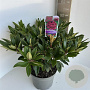 Rhododendron 'Marie Forte' 40-50 cm 5,0L