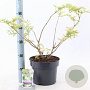 Sambucus nigra Golden Tower 30-40 cm 5,0L