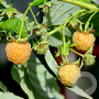 Rubus idaeus 'Fallgold' 60-65 cm 2,0L