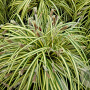 Carex brunnea 'Variegata' GM 2,0L