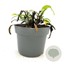 Echinacea purpurea GM 2,0L